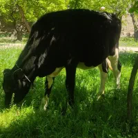 گوساله ماده