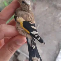 جوجه سهره کال کال ، نوک بادمجونی .