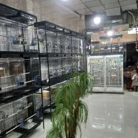عروس هلندی گرینچیک ملنگوخورشیدی برزیلی