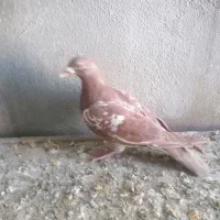 کبوتر|پرنده|گلپایگان, |دیوار