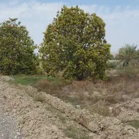زمین-ویلا-باغی-مساحت-2630متر-در-حاج-خادمی-میناب