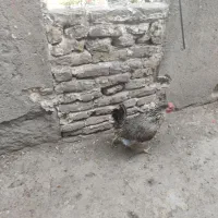 یک عدد مرغ هیکلی تخم گذار نژاد دار