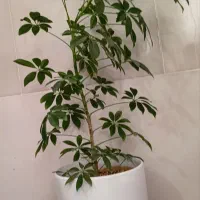 گل گیاه|گل و گیاه طبیعی|تربت‌حیدریه, آغوی|دیوار
