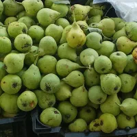 گلابی ارگانیک