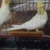 عروس هلندی جفت