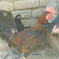 خروس