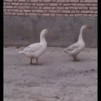 غاز