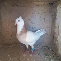 کفتر