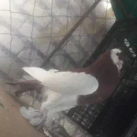 فروش پرنده کفتر