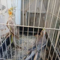عروس‌ هلندی‌باقفس
