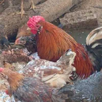 مرغ وخروس