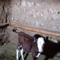 گوساله نر دورگه استیرم