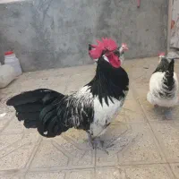 مرغ و خروس