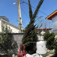 درخت کاج ۵متری ۲عددکسی خواست بیادببره براخودش