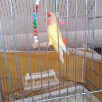 کوتوله