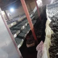 سالن قارچ ۲تا ده تن همراه با کمپوست