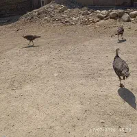 بوقلمون ماده تخم نطفه دار بوقلمون