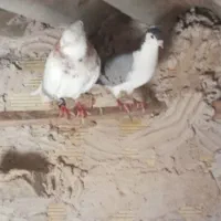 کبوتر مسافتی