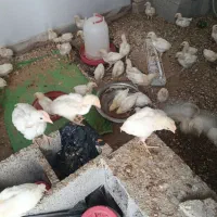 جوجه گوشتی