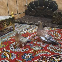 ملاشیه ۳