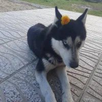 سگ هاسکی
