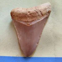 فسیل دندان کوسه
