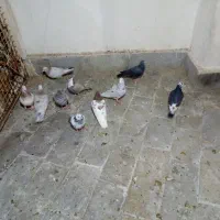 کبوتر|پرنده|مشهد, توس (بلوار توس)|دیوار