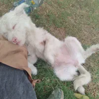 توله پاکوتاه چشم یخی