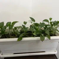 تعدادی گل طبیعی