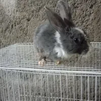 خرگوش
