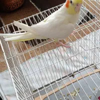 عروس هلندی نر