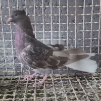 دم سفید کبوتر دمسفید