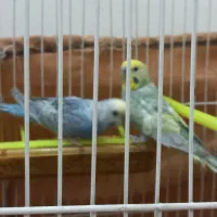 مرغ عشق رینبو تازه تخم گذاشته