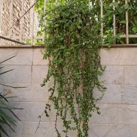 تعدادی گل رونده یاس،محمدی همگی بالای3متر،خرفه،یوکا