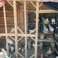 گنجه کفتر