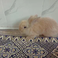 خرگوش لپی