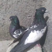 کبوتد|پرنده|رونیز, |دیوار