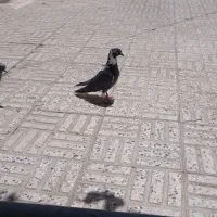 کبوتر