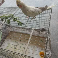 عروس هلندی