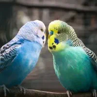 مرغ عشق و فنچ