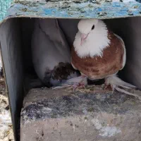 کبوتر