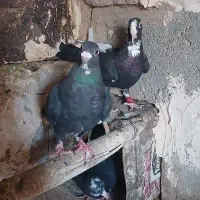 ماده سیاه پلنگ