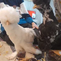 مرغ فریک   لهستانی