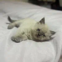 دو عدد توله گربه اسکاتیش بریتیش