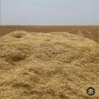 کاه کفی
