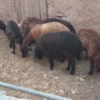گوسفند، بره نر
