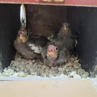 عروس هلندی