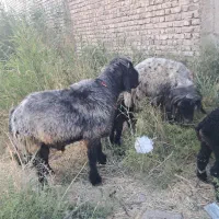 قوچ|حیوانات مزرعه|شیراز, شهرک کوشکک|دیوار