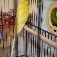 یک جفت مرغ عشق هلندی