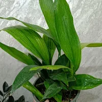 هوازی کلکسیونی عتیقه